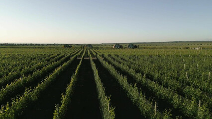 Молодая азиатка выпила вина, а потом отдалась парню в гостинице